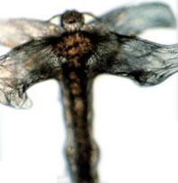 Wurmmittel  Parasitenmittel Karpfenlaus Tomodachi Wurmfrei Pro Cyromazin  1L für 50.000L Teiche