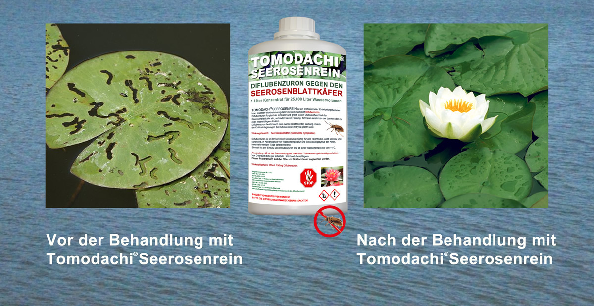 Tomodachi Seerosenrein gegen Galerucella Seerosenkäfer für 25m³ Teichvolumen