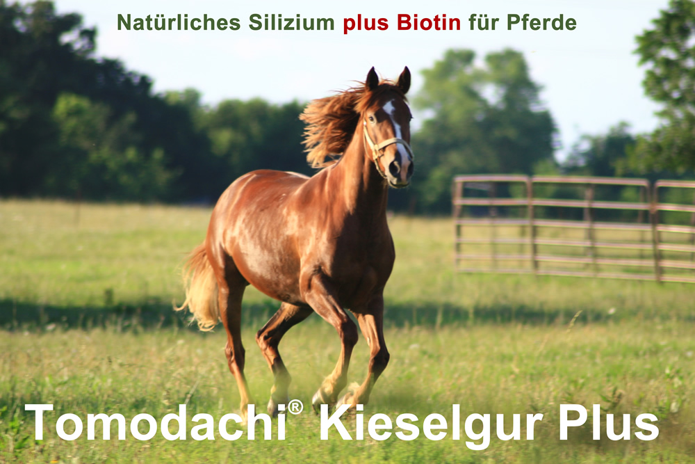 Kieselerde Plus Biotin für Pferde  Futterzusatz reich an  Silizium, Biotin, Mineralien, Calzium  5L