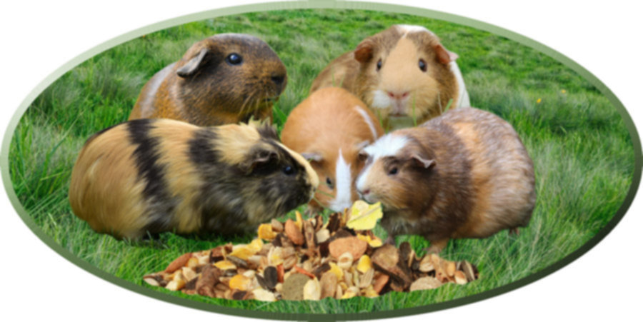 Meerschweinchenfutter, Nagerfutter ohne Pellets Naturfutter Meerschweinchen Melange 1kg