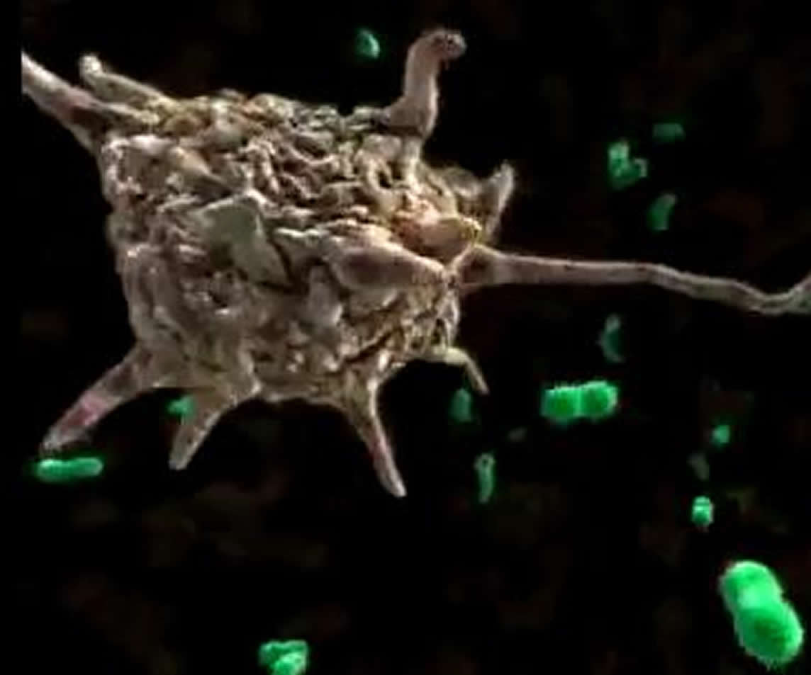 BetaGlucan Immun Fitness, frischer Koifutterzusatz für  5kg Koifutter