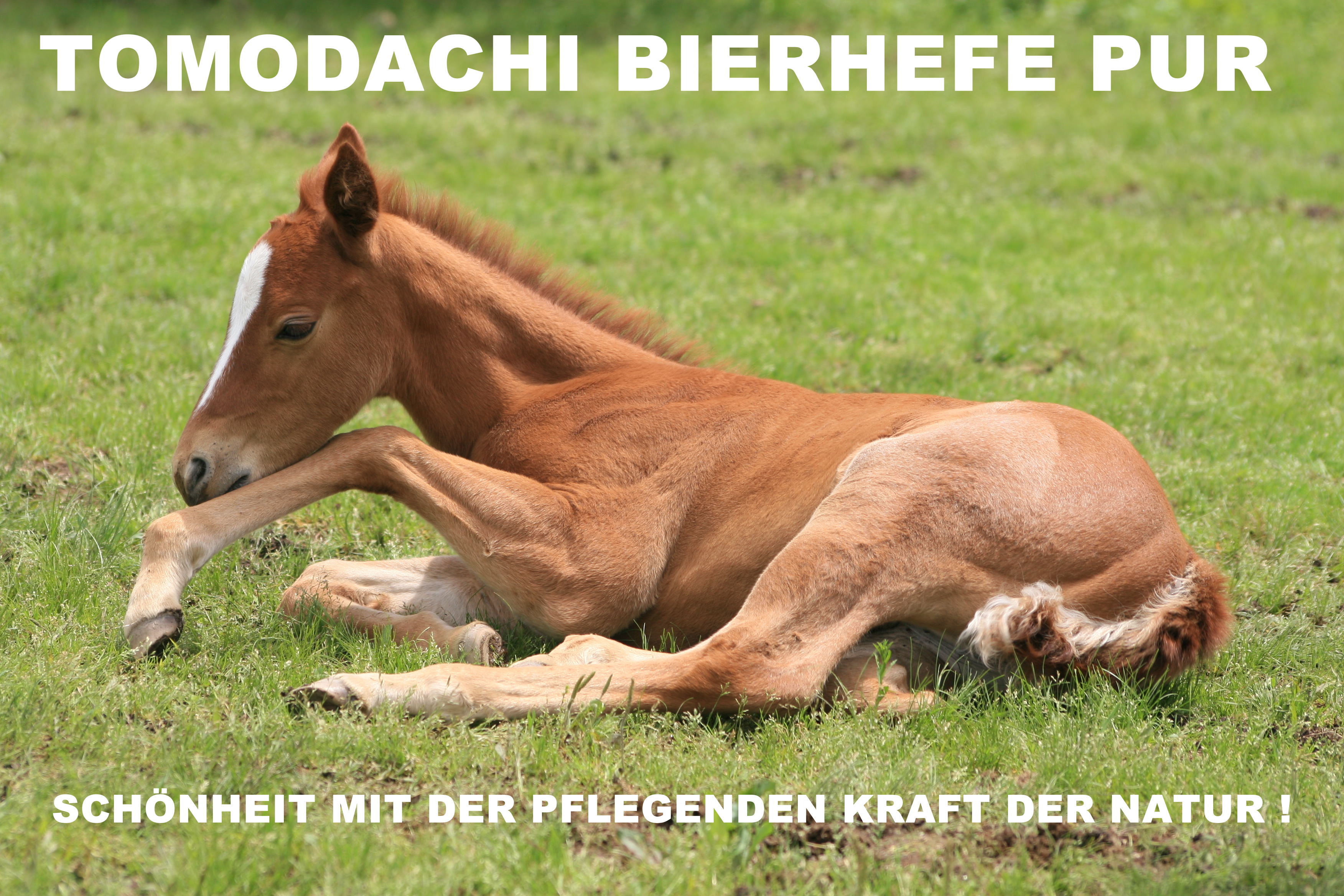 Bierhefe Pur, Nahrungsergänzung Pferd, 100% reine Bierhefe Huf, Haut, Haar  3kg