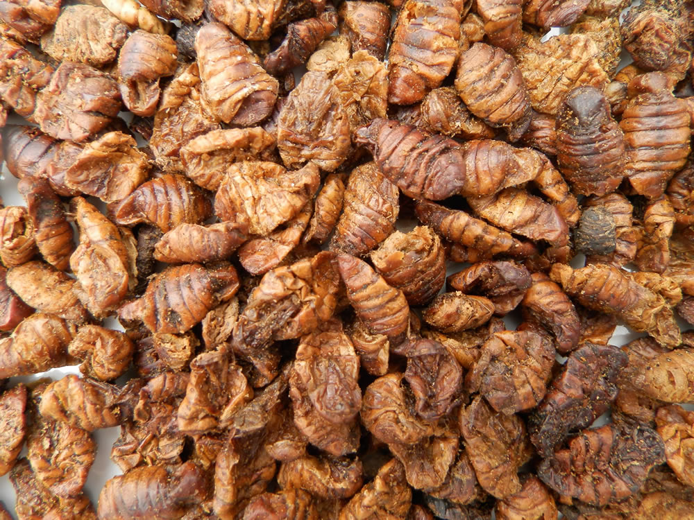 Seidenraupenpuppen für handzahme Koi - Handfütterung der Koi im Sommer, 5L Eimer