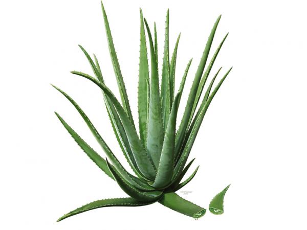 Aloe Vera Premium Direktsaft für Koi, Koifutterzusatz, Immunschutz, Stoffwechsel, Verdauung 5L