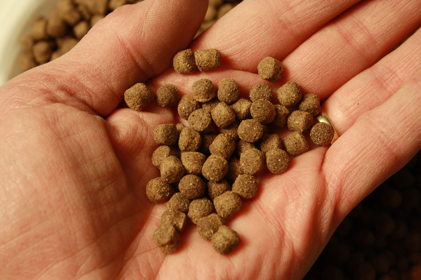 Ganzjahresfutter Koi, Schwimmfutter Tomodachi All Season Good Shape 6mm 2kg