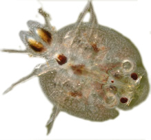 Wurmmittel  Parasitenmittel Karpfenlaus Tomodachi Wurmfrei Pro Cyromazin  1L für 50.000L Teiche