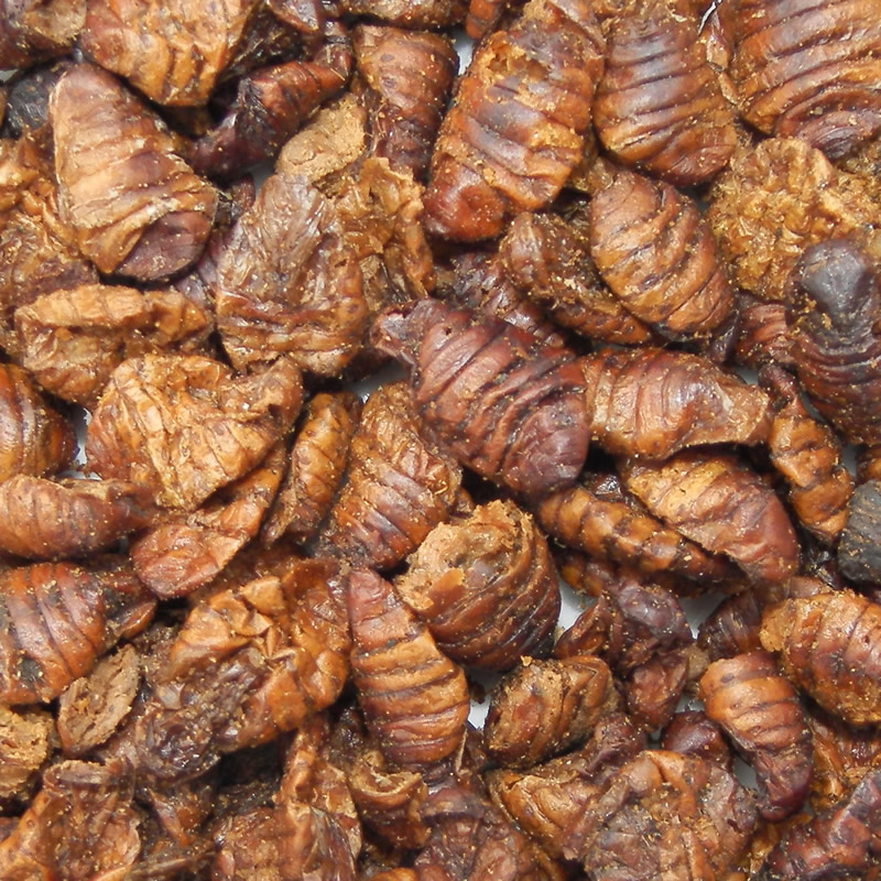 Seidenraupenpuppen für handzahme Koi - Handfütterung der Koi im Sommer, 5L Eimer