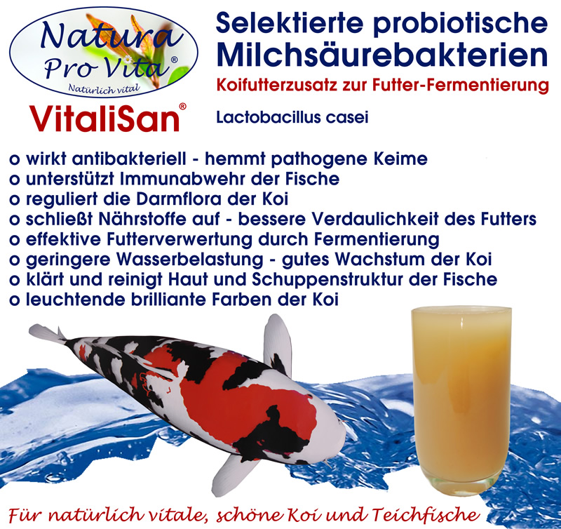 Milchsäurebakterien Koifutter Zusatz antibakteriell Futterverwertung hautklärend darmregulierend 5L