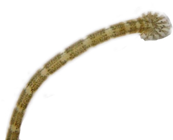 Wurmmittel  Parasitenmittel Karpfenlaus Tomodachi Wurmfrei Pro Cyromazin  1L für 50.000L Teiche