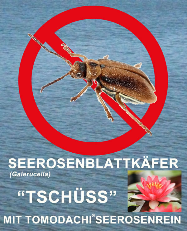 Tomodachi Seerosenrein gegen Galerucella Seerosenkäfer für 25m³ Teichvolumen