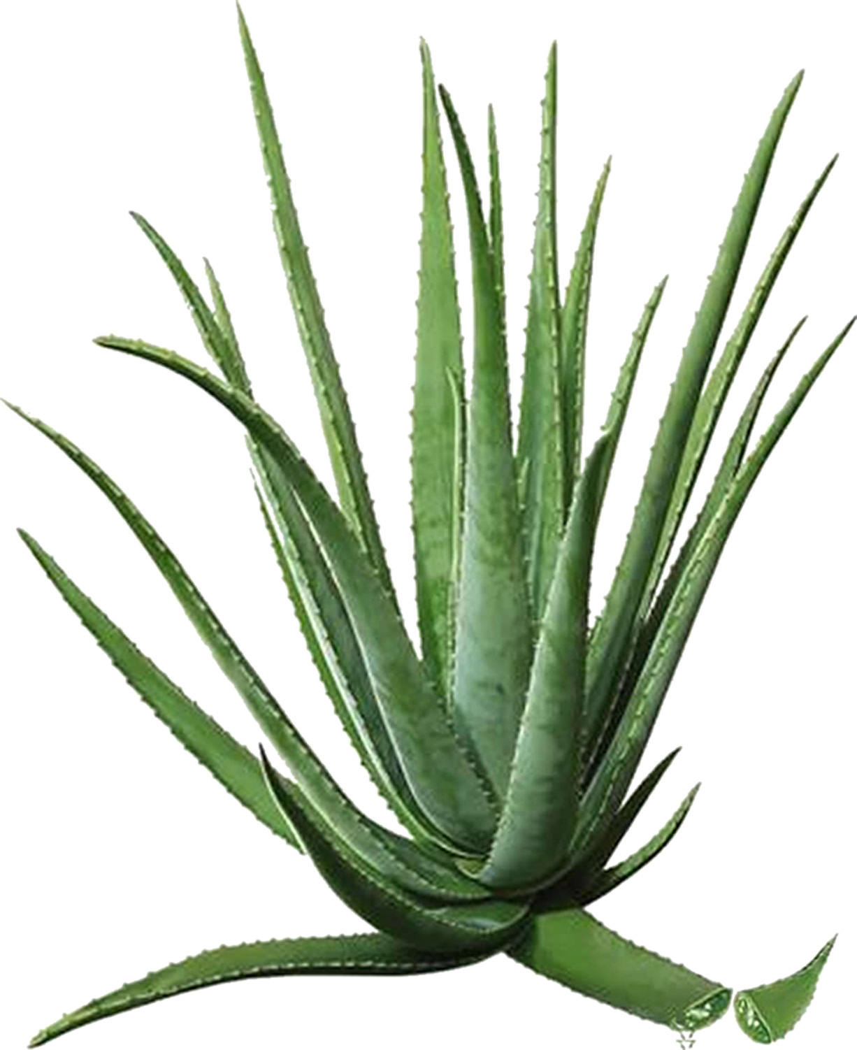 AloeVera Katze, Immunsystem, Verdauung, Stoffwechsel, Premium Direktsaft, Nahrungsergänzung Katze 1L