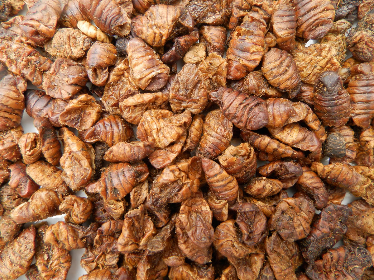 Seidenraupenpuppen gesunder Koisnack, perfekt für die Handfütterung im Sommer 10L Eimer