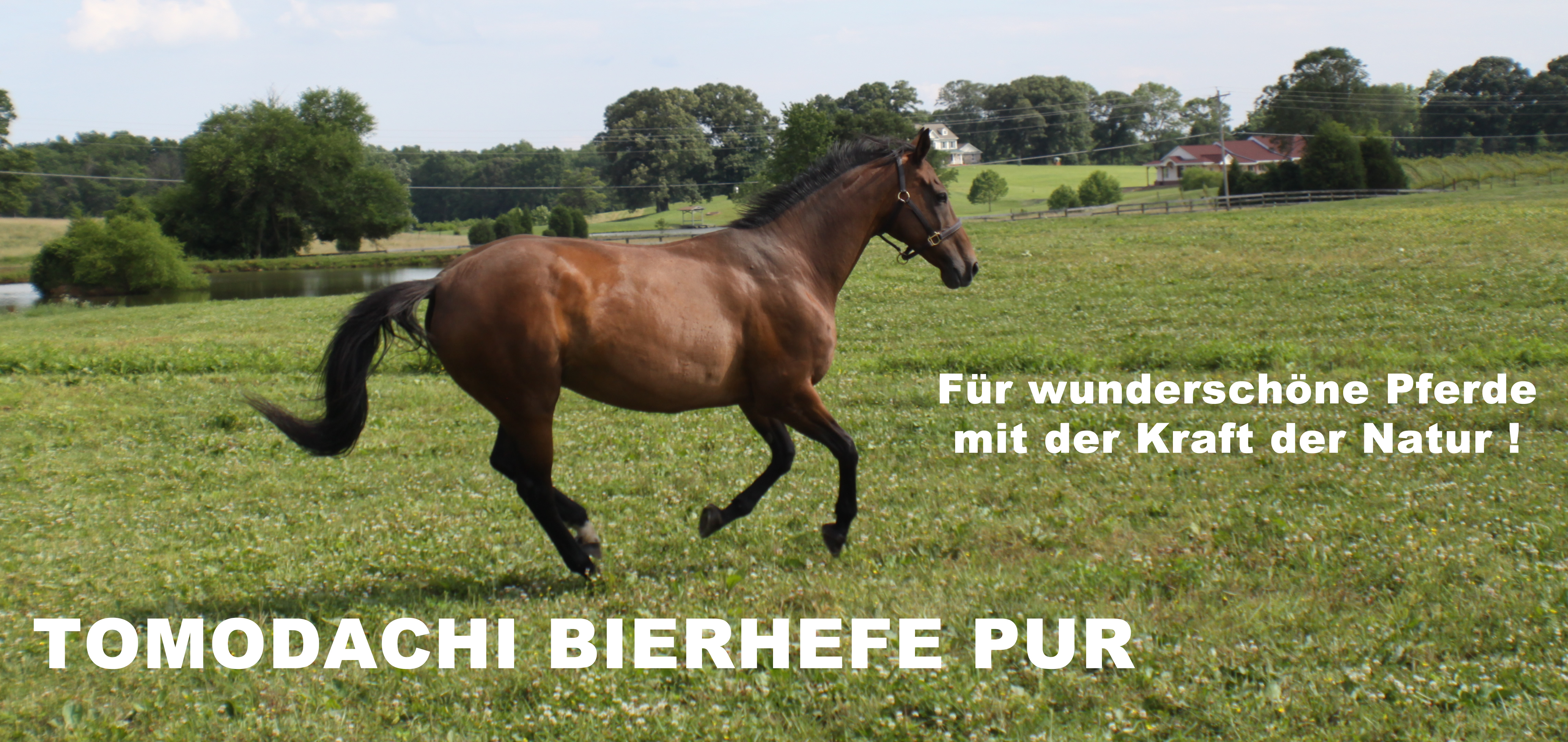 Bierhefe Pur, Nahrungsergänzung Pferd, 100% reine Bierhefe Huf, Haut, Haar  3kg