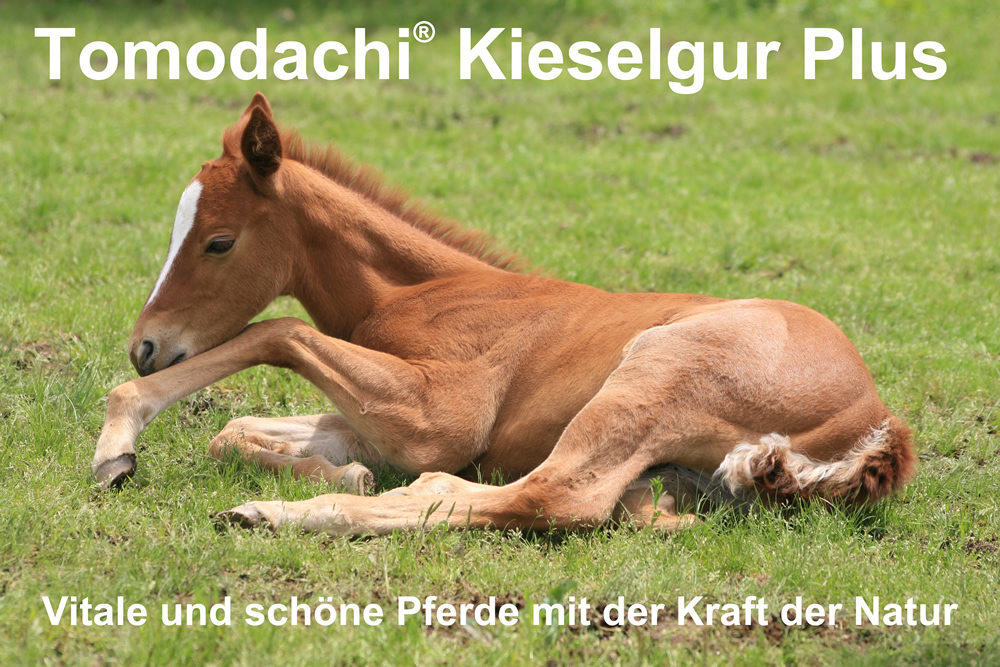 Kieselerde Plus Biotin für Pferde  Futterzusatz reich an  Silizium, Biotin, Mineralien, Calzium  5L